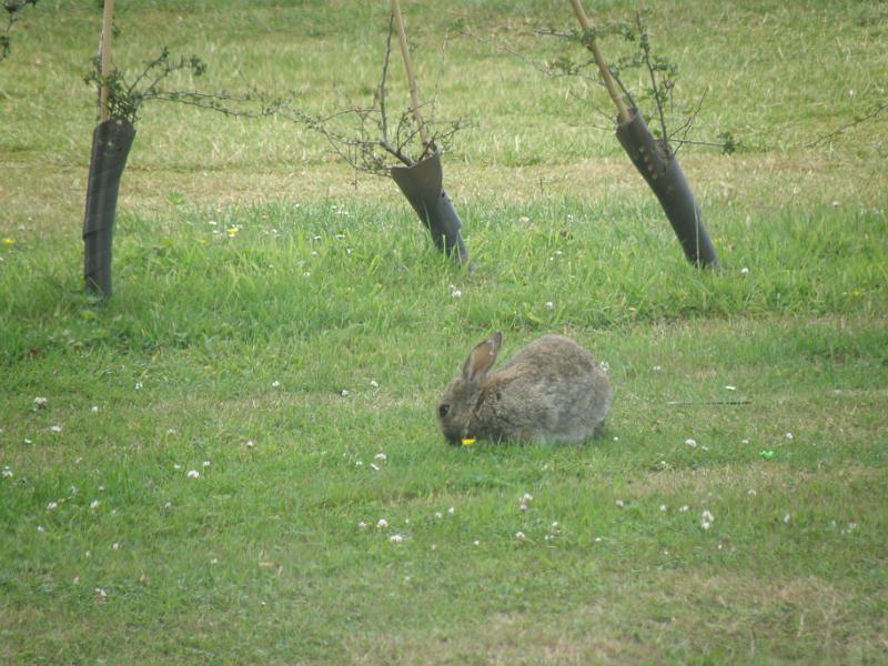 20100714f En het stikt op de camping van de konijnen.JPG